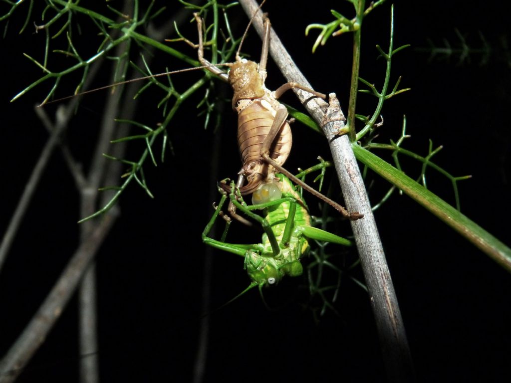 Uromenus brevicollis in accoppiamento